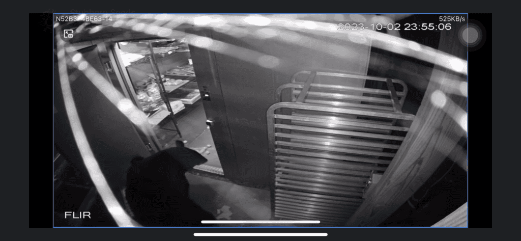 Bear caught on security camera near building entrance, highlighting strong sense of smell.