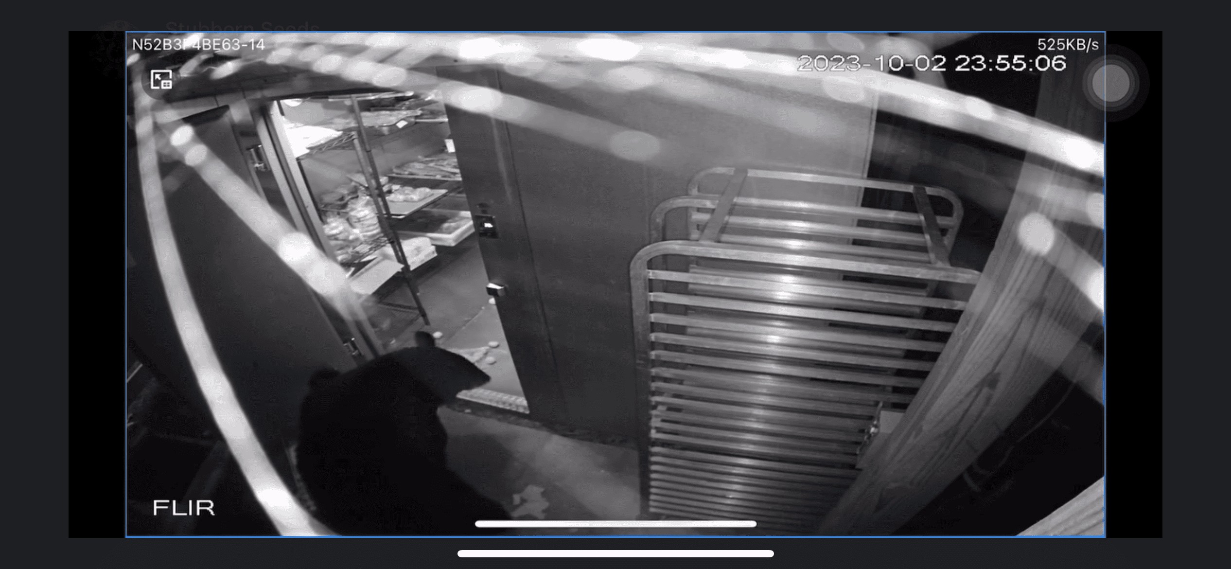 Bears’ strong sense of smell can be a problem for humans