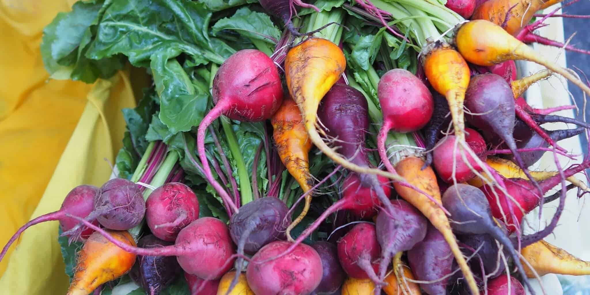 Roasted beets with yogurt and dill is a delicious way to cook early spring crop