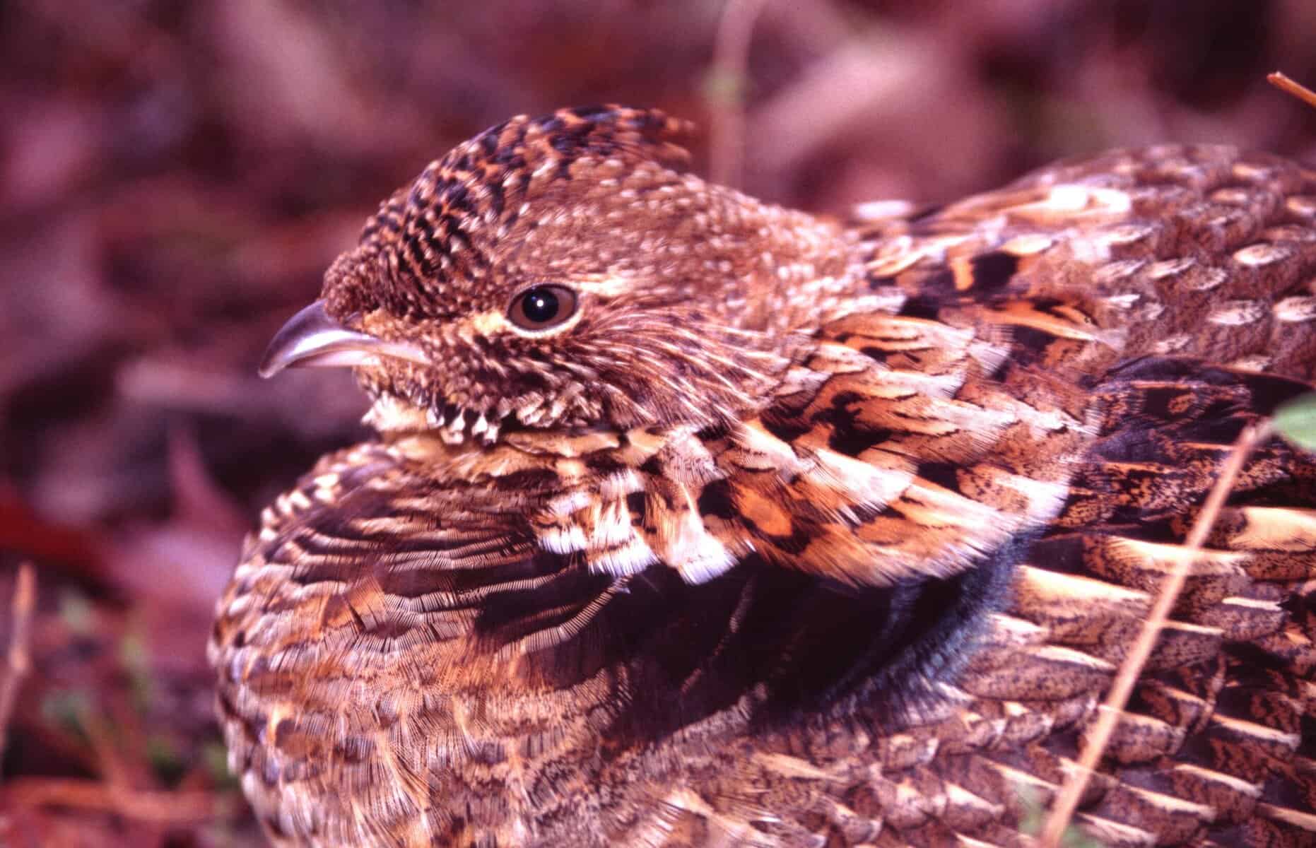 Where are the ruffed grouse?