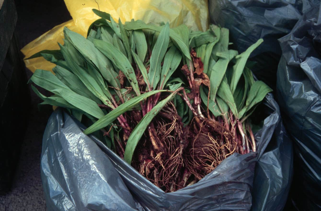 Spring is season for flavorful, fleeting ramps