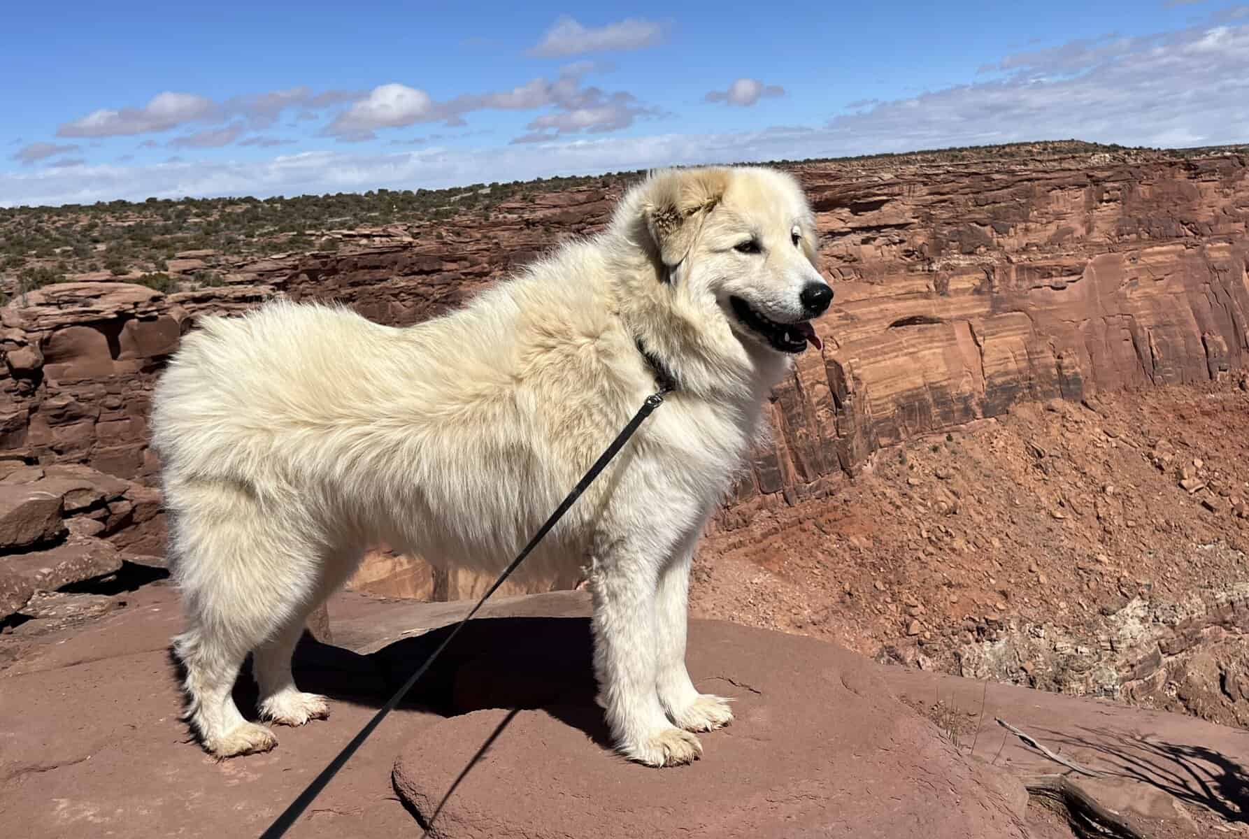 Traveling out west with a dog added to the experience
