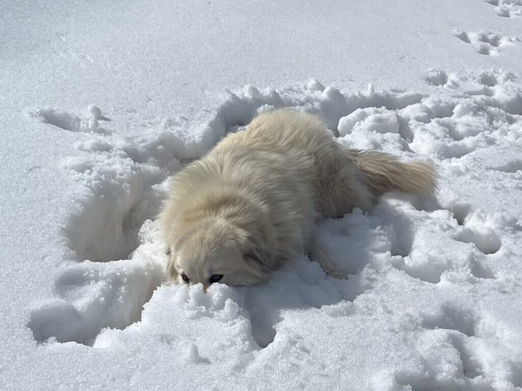 Dog exploring snowy landscape during travel adventure.