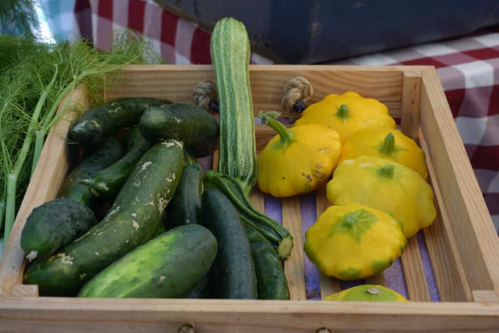 Fresh summer zucchinis and pattypan squash in a wooden crate for healthy eating.