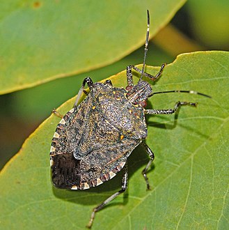 Foodways Traditions – stink bugs