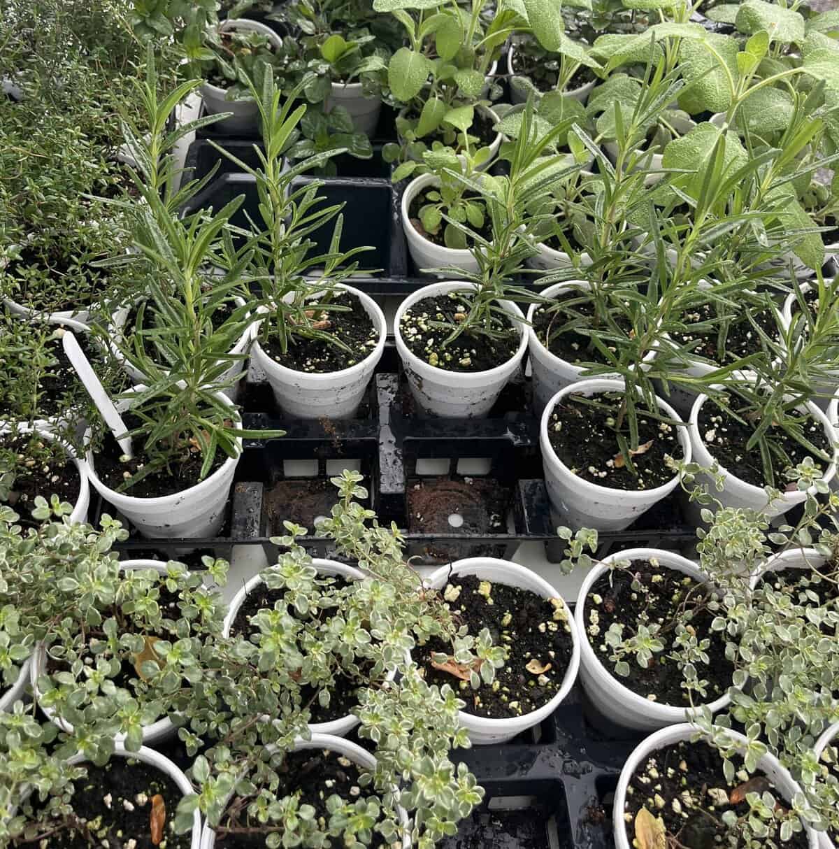 Tapping into growing season resources