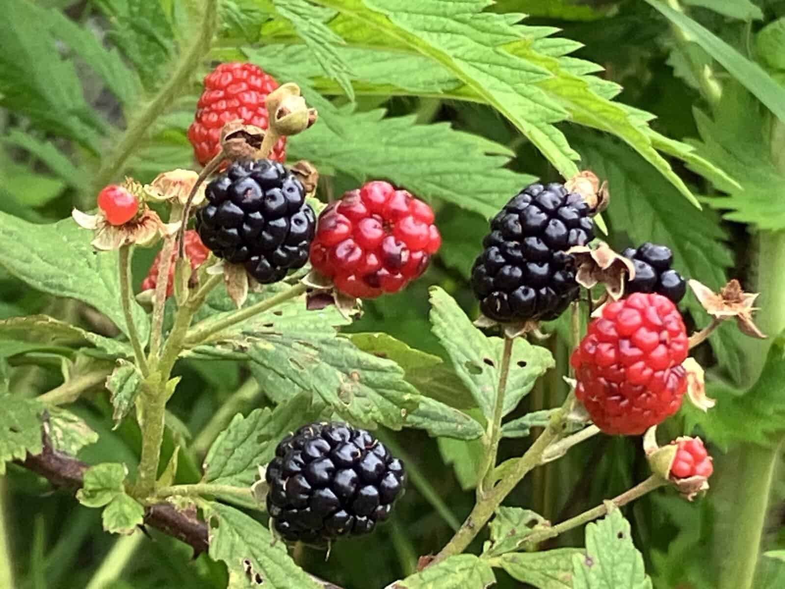 It’s blackberry season in the South