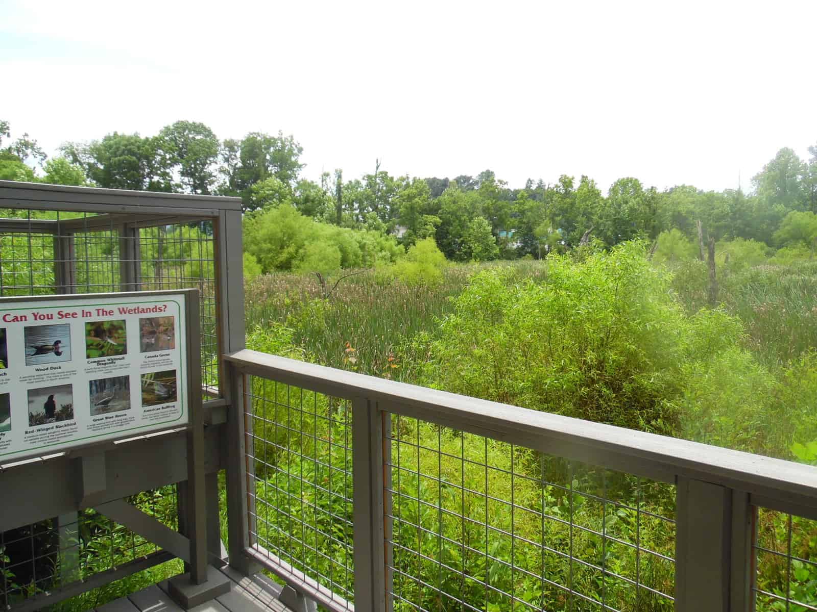 New Greenway feature – A tribute to McRae’s legacy