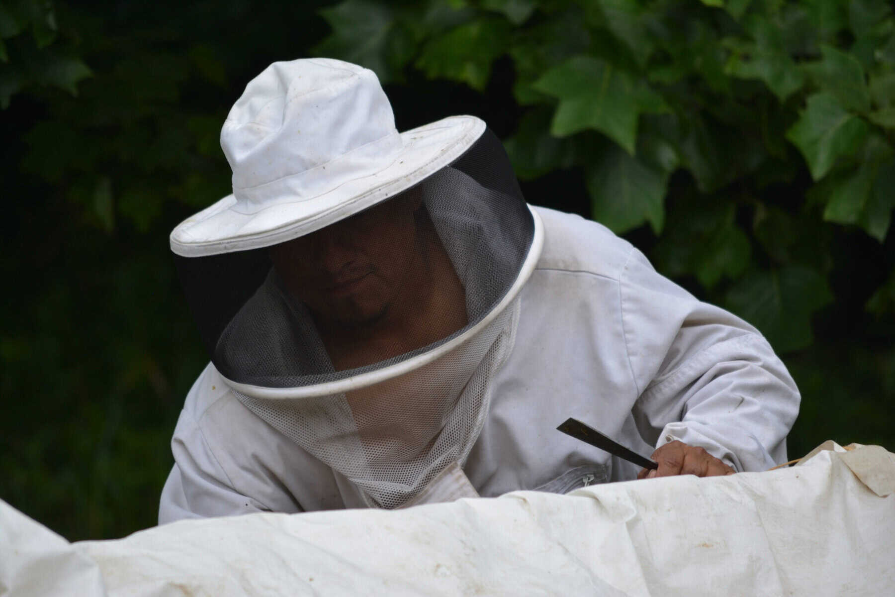 Beekeeper wearing protective suit inspecting honeybees in Macon County.