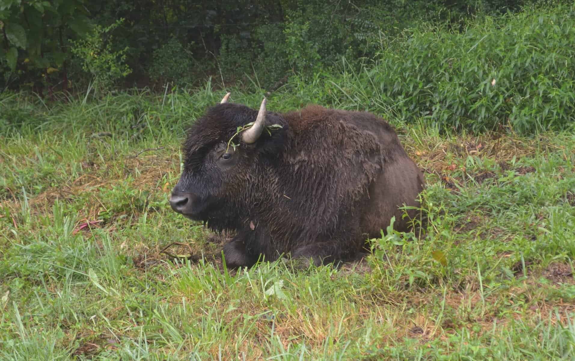 Family realizes dream of owning bison