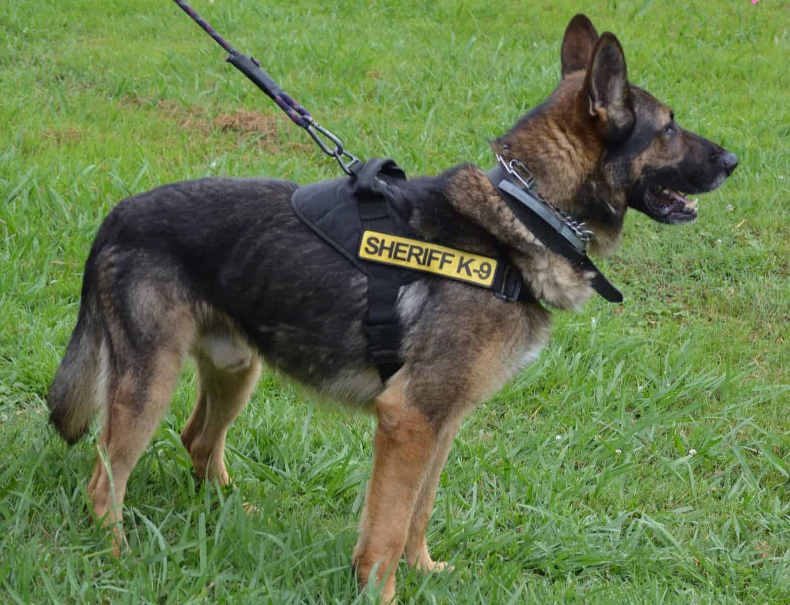 K-9 officers a vital part of Macon sheriff’s department