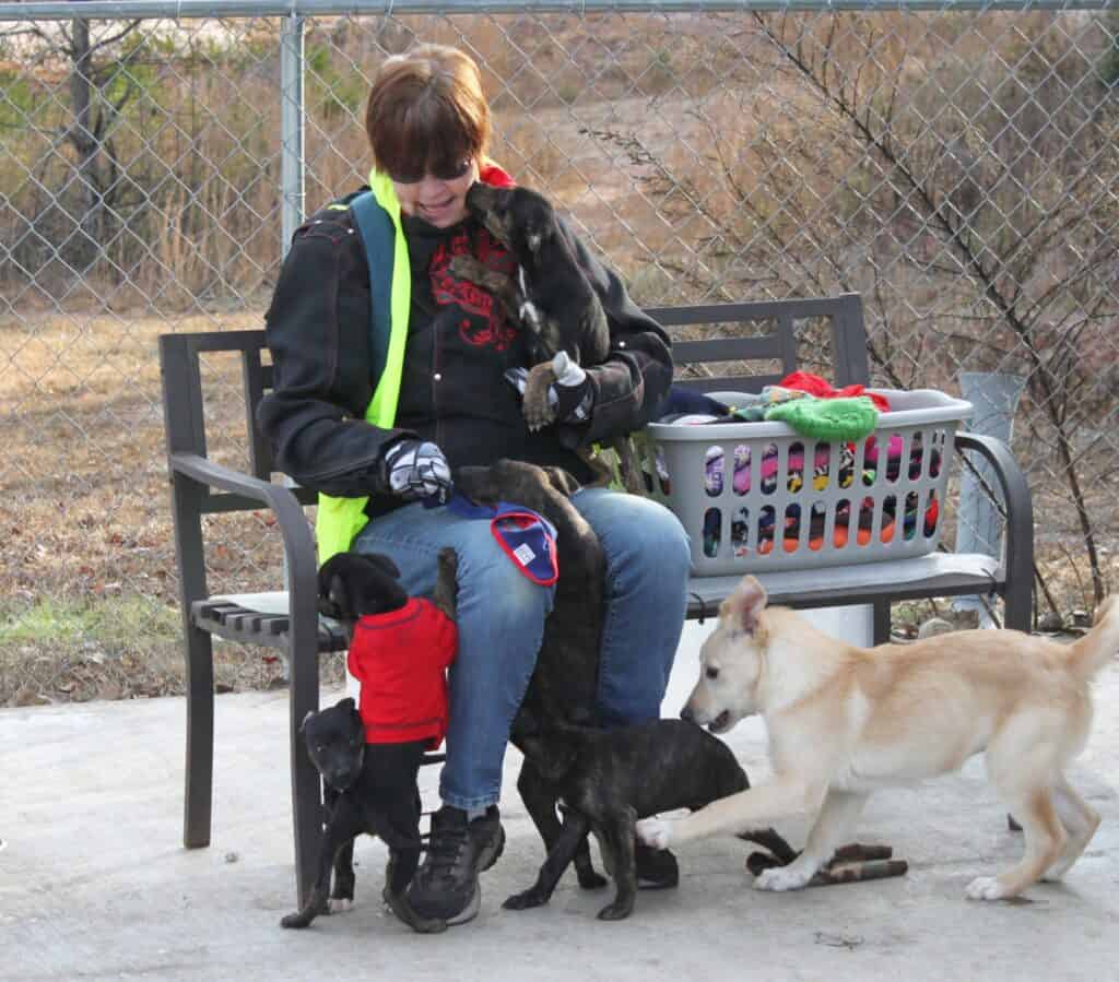 Volunteer with dogs at Macon Sense, offering love and care to rescue animals in need.