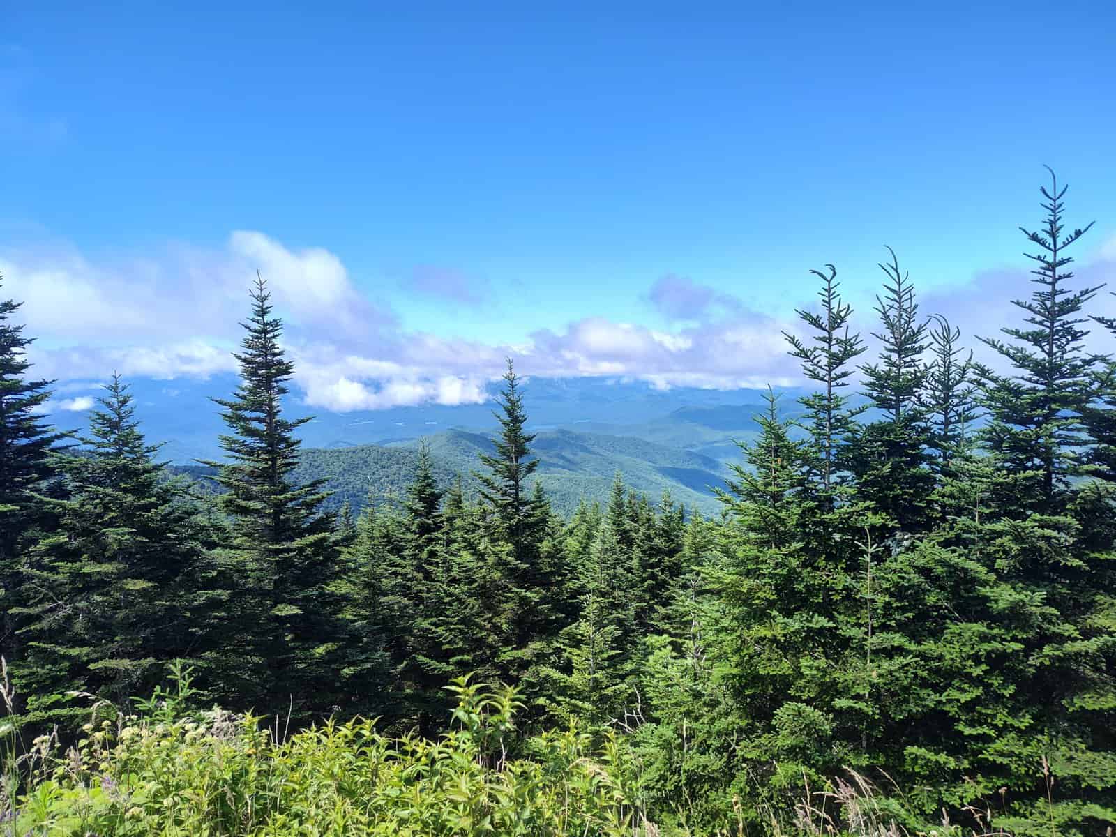 Landowners may realize tax savings from having forest management plan