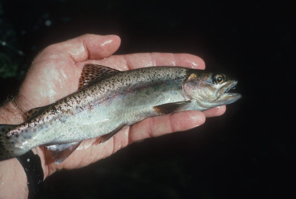 wild trout