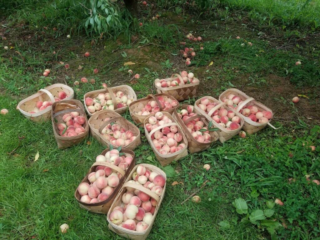 Peaches in baskets ready for baking or fresh eating, showcasing ripe, juicy fruit.