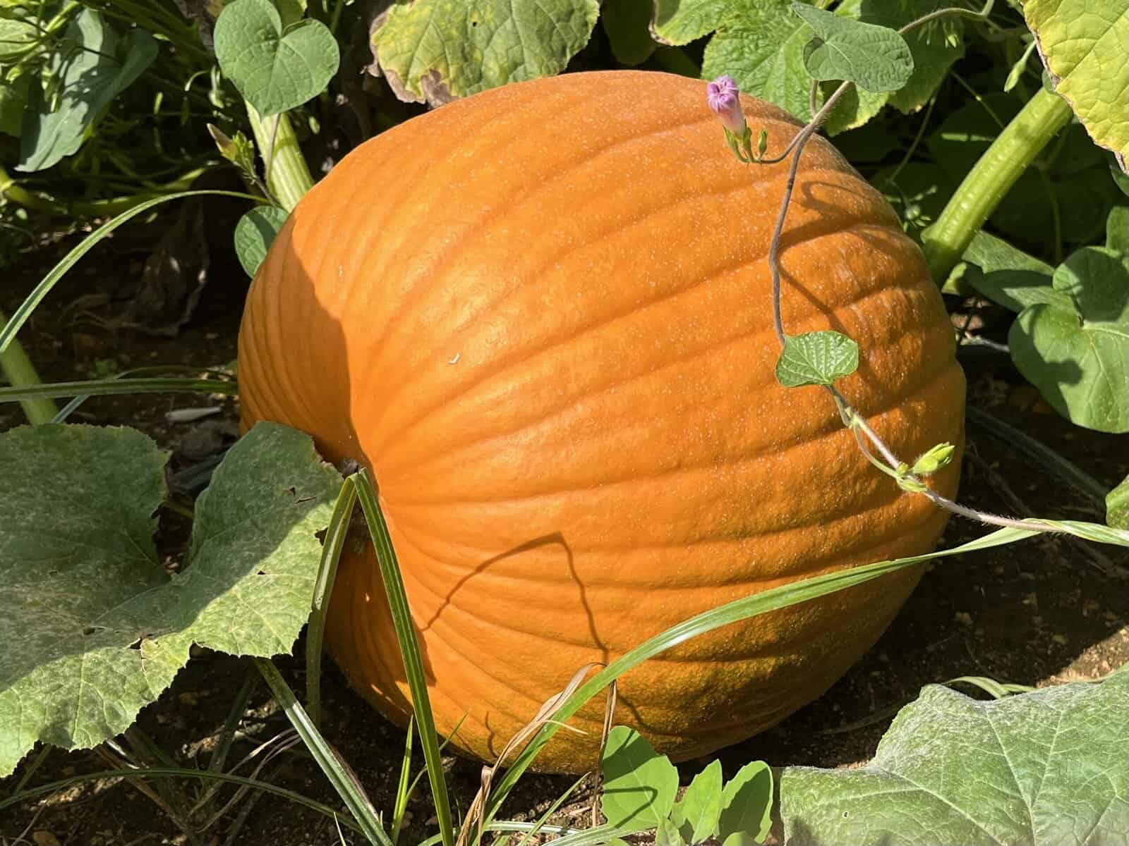 ‘Tis the season for pumpkins and apples