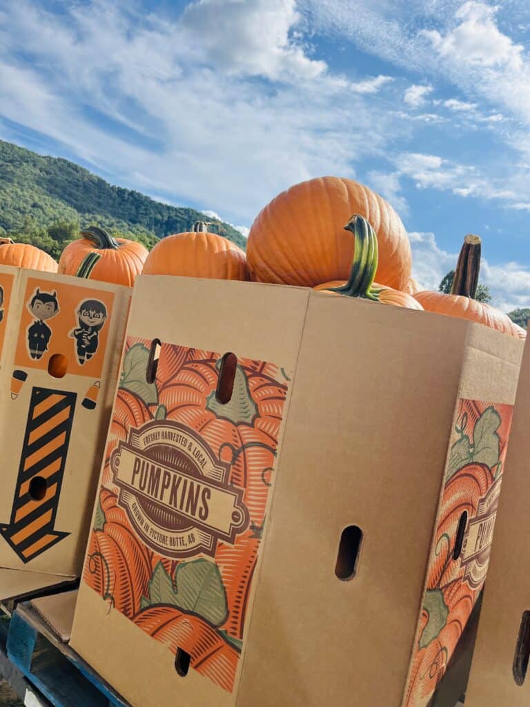 Fresh pumpkins stacked in a farm box during autumn harvest.