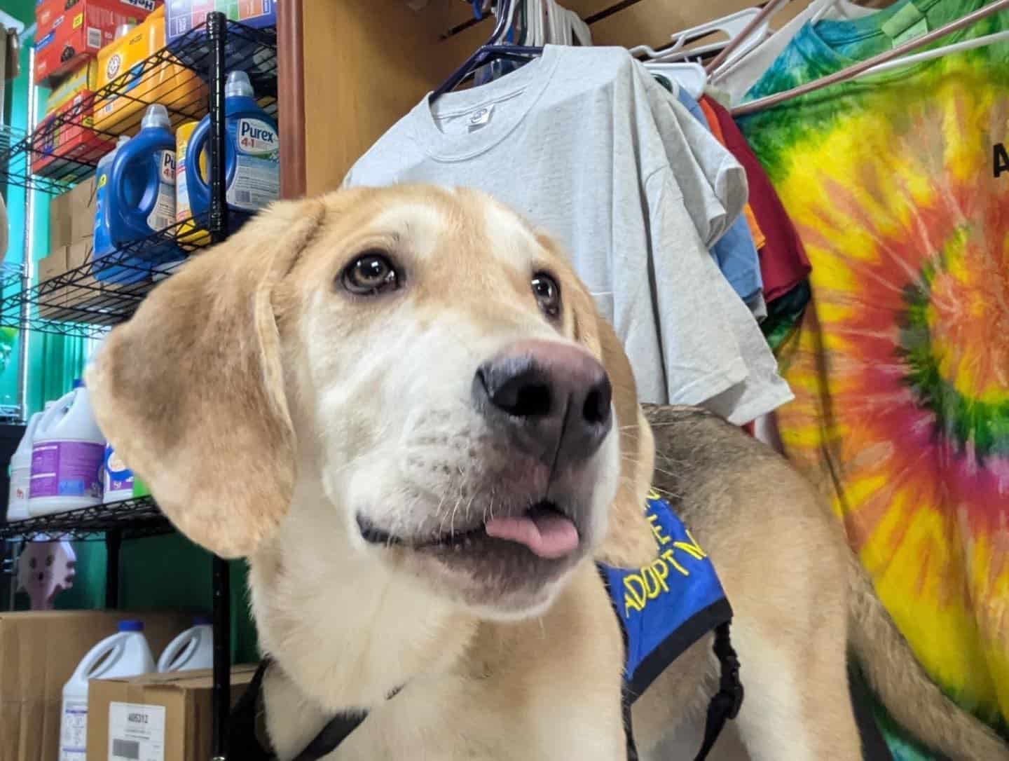 Conservancy supports pet adoption; recognizes volunteers