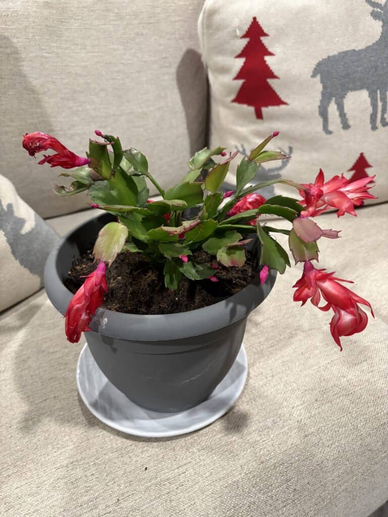 Festive Christmas cactus in a gray pot with holiday-themed background.