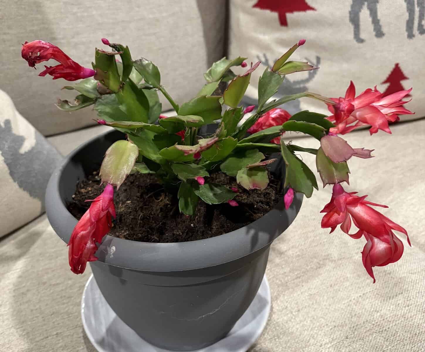 How to make those holiday plants last