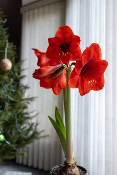 Vibrant red amaryllis flower in a pot, perfect for holiday decor.