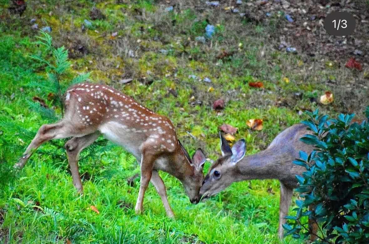 Photography is creative outlet and hobby for police chief