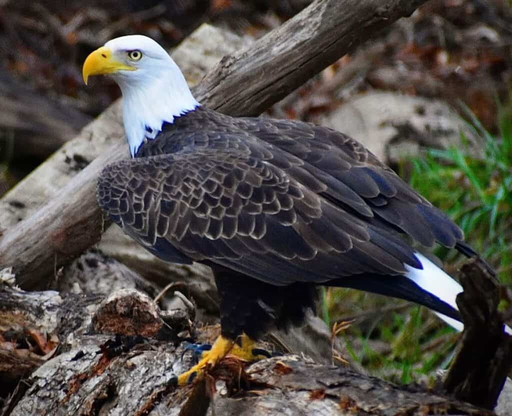 Bald eagle perched on fallen logs, showcasing its sharp beak and majestic feathers.