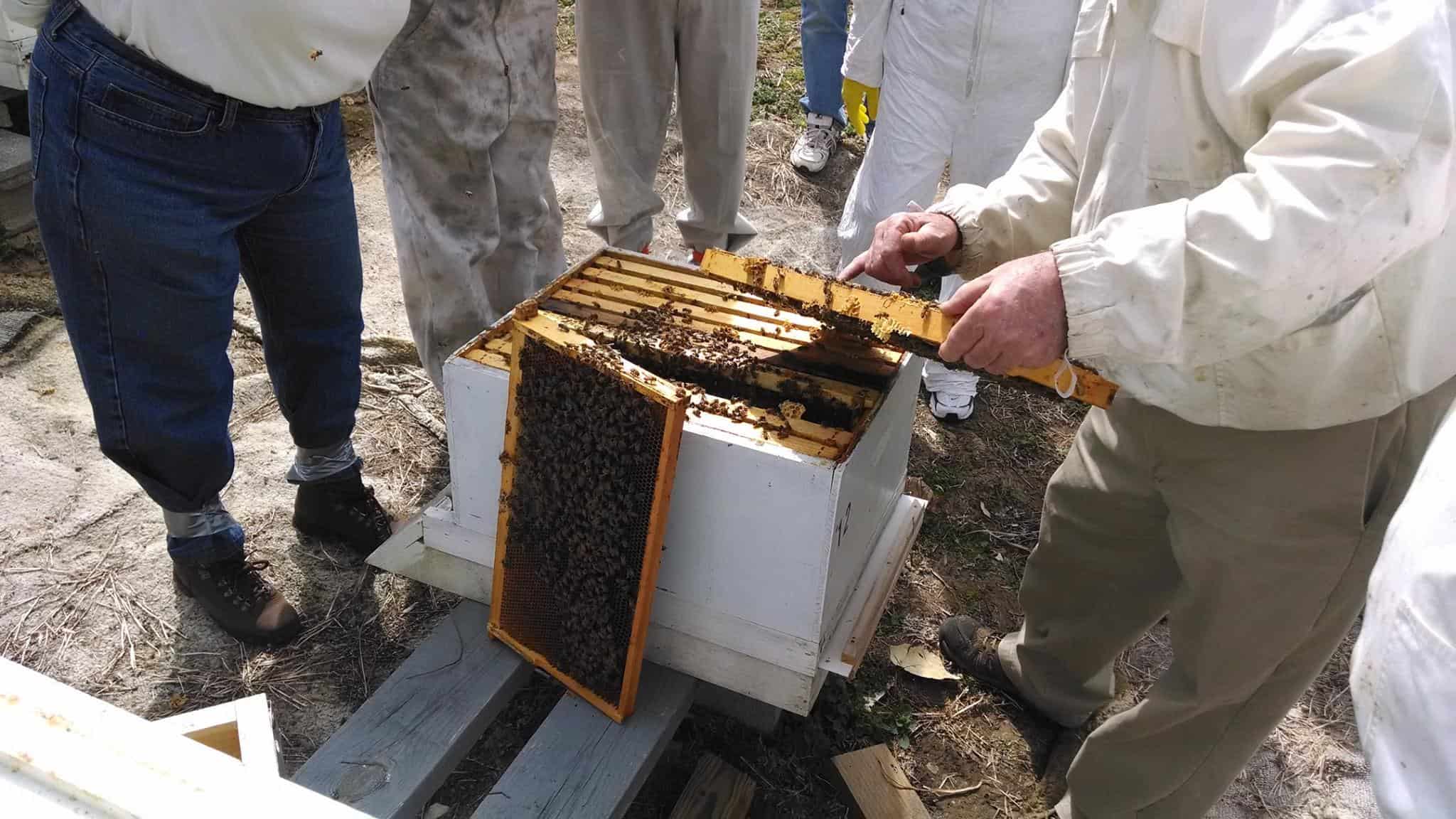 Local apiarists prepare to share the secrets of finding liquid gold