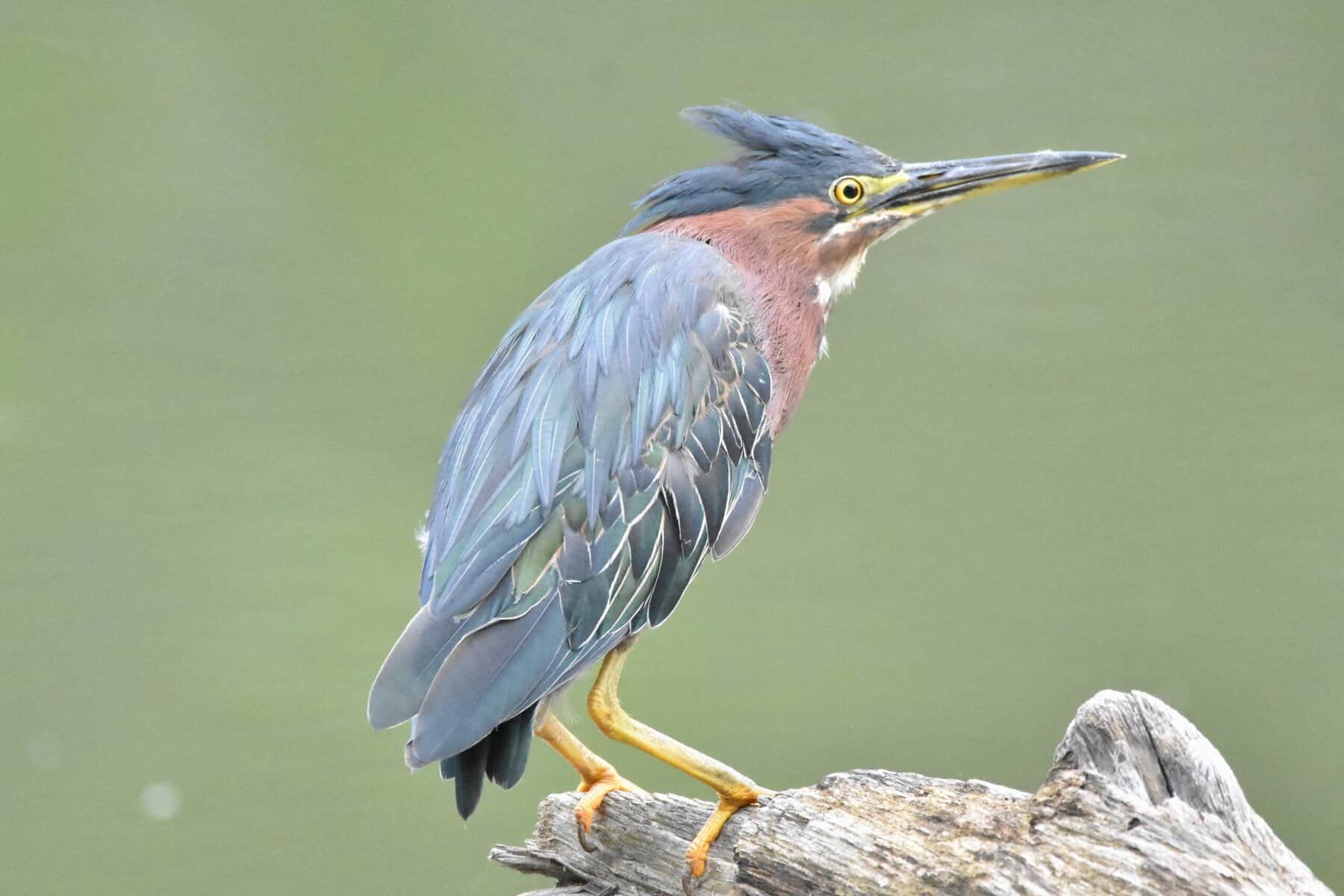 Club resumes bird walks in Spring