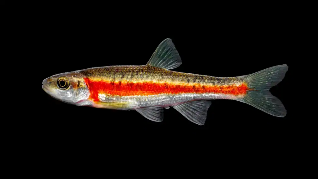 Fish swimming in dark water for ecological study.