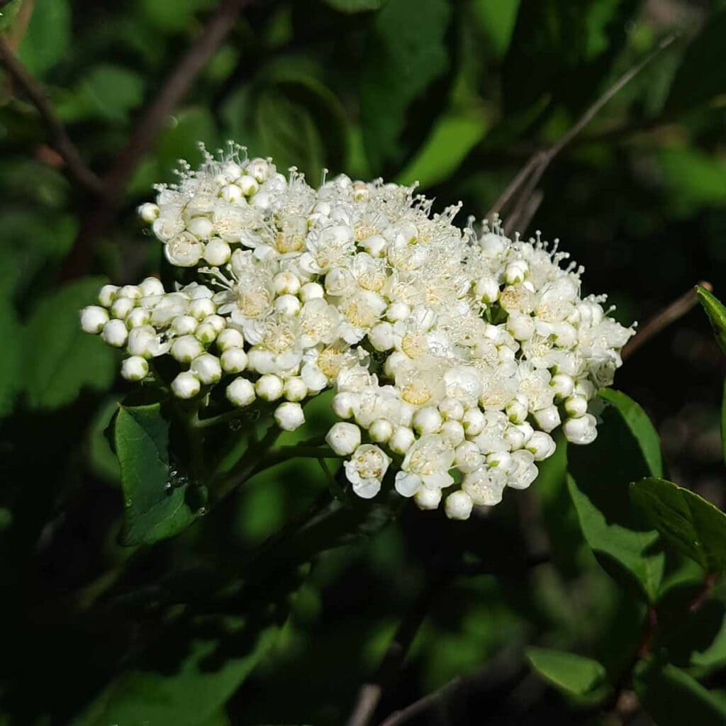 Feasibility study for Crawford Branch Greenway presented to town officials.