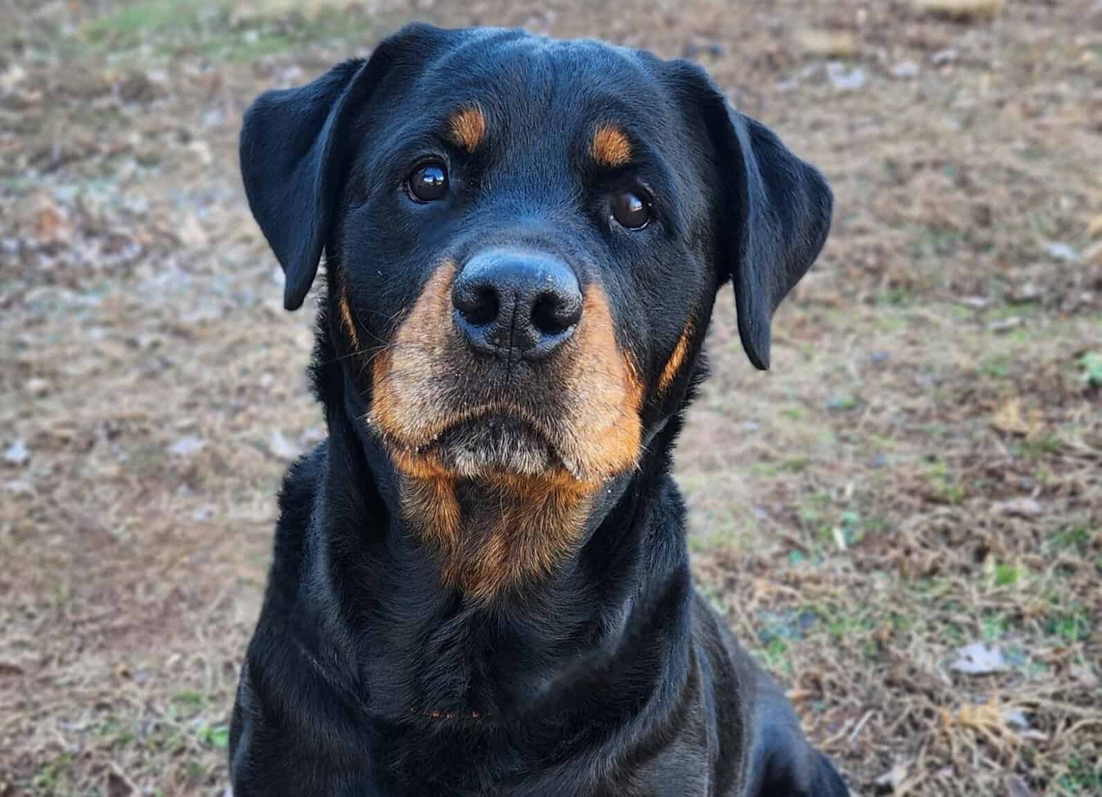 County to explore options for animal control issues