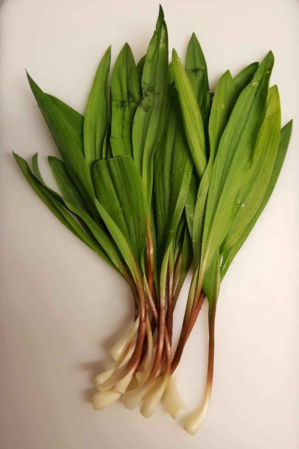Michigan Native Ramps Ramps a savory star of spring’s native edibles – Macon Sense
