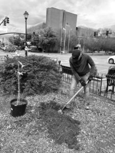 Volunteer planting new greenery in Franklin community garden for beautification.