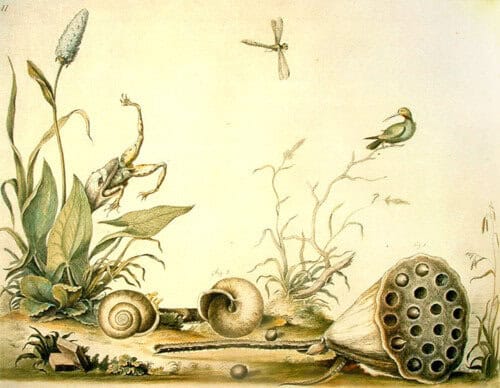 Nature scene featuring a snail, birds, and plants, emphasizing biodiversity and natural beauty.