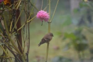 Bird perched on a pink flower in a garden setting.