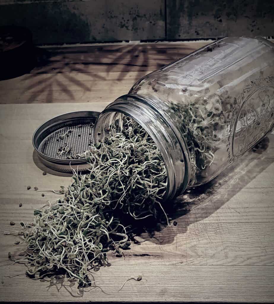 Sprouts growing in a jar, perfect for seasonal eating and healthy recipes.