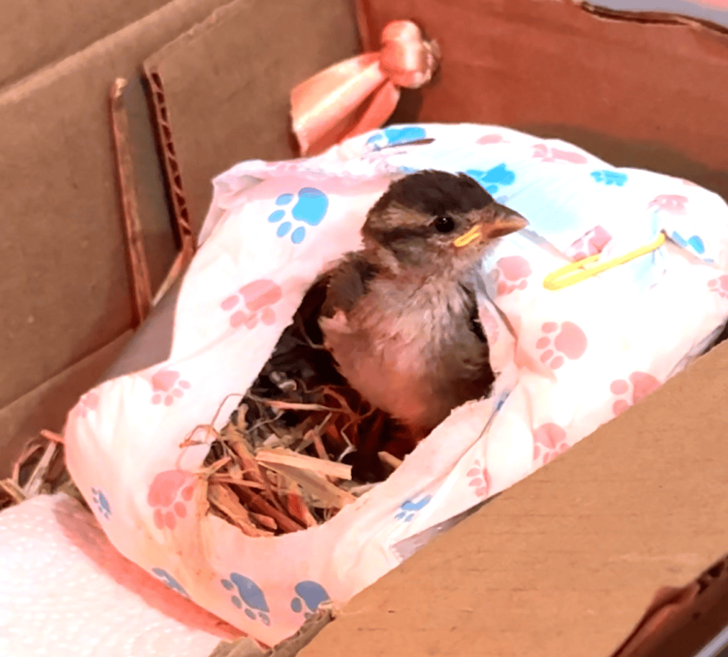 Adorable baby bird in a makeshift nest with bedding inside a cardboard box.