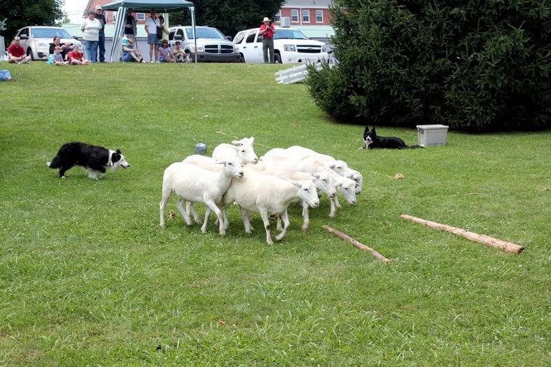 Sheep herding demonstration during Scotland-themed Father's Day weekend event.