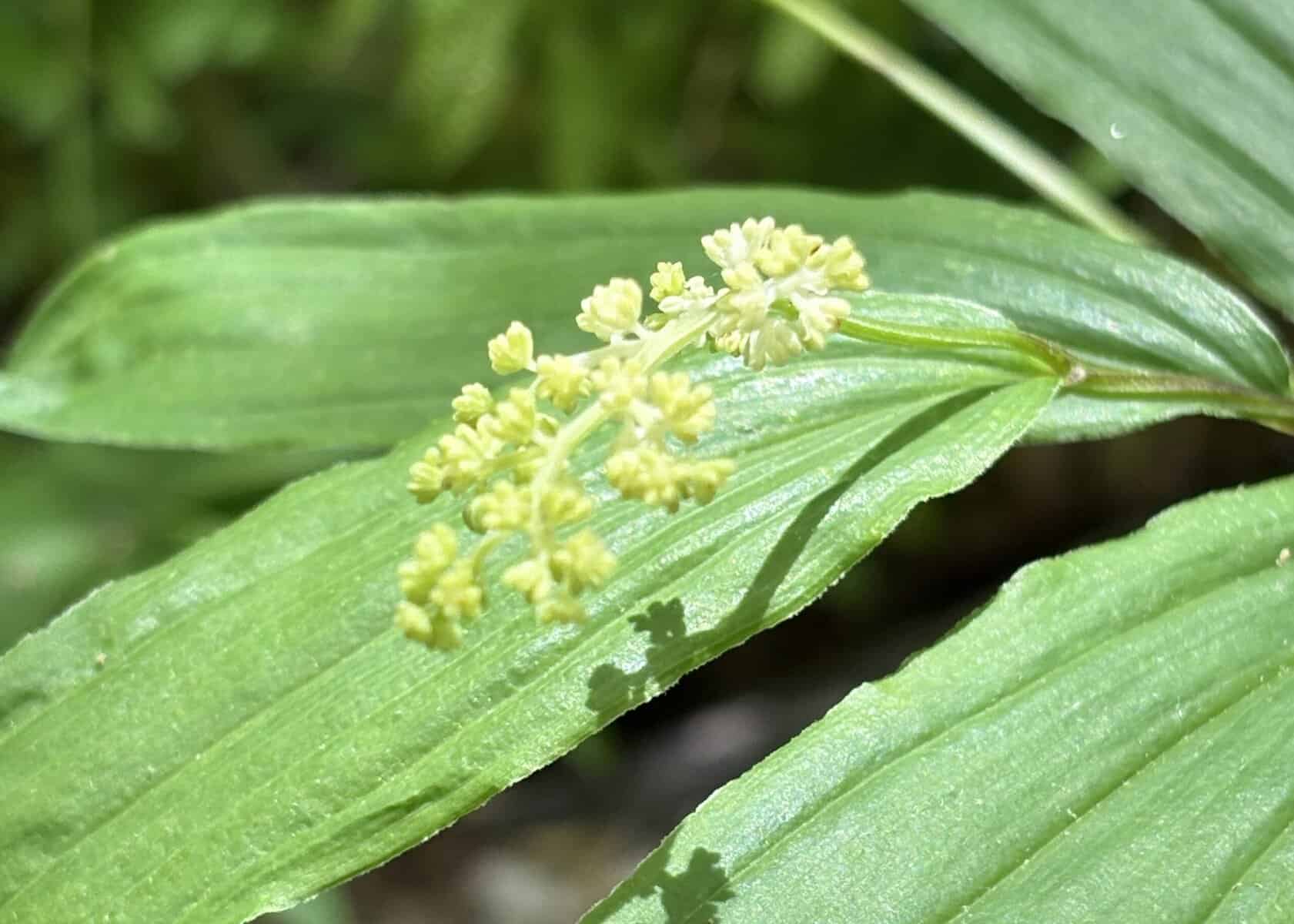 Slow walk reveals botanical treasures