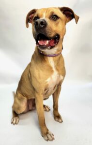 Happy dog sitting, promoting animal adoption and community service.