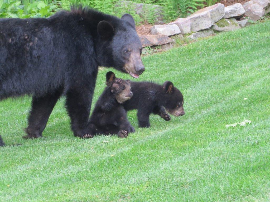 Bear activity rises in summer season