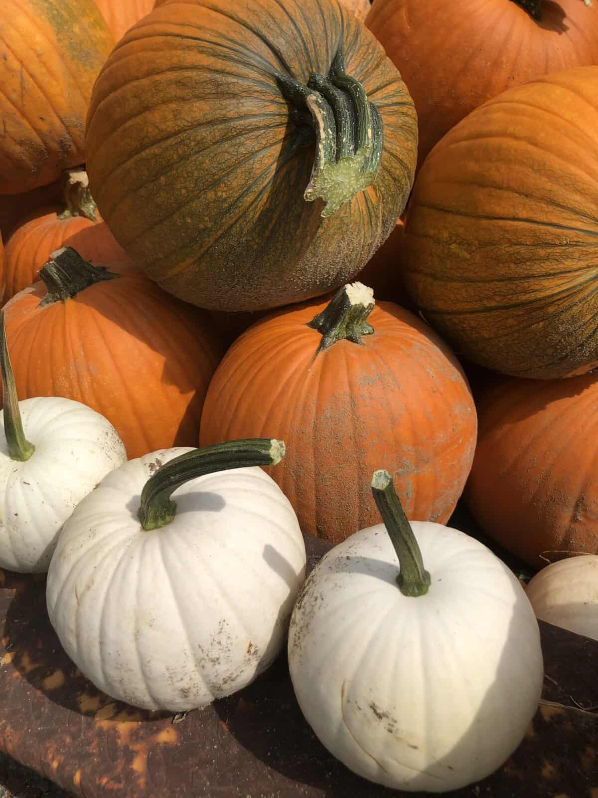 Fall a prime time for pumpkin treats
