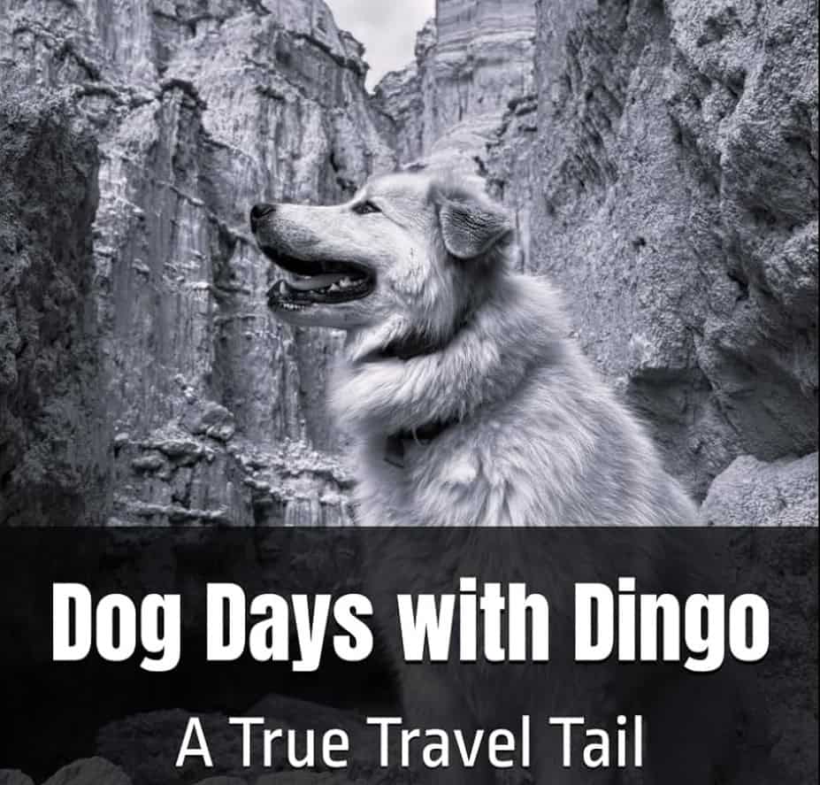 Dog Days with Dingo book signing