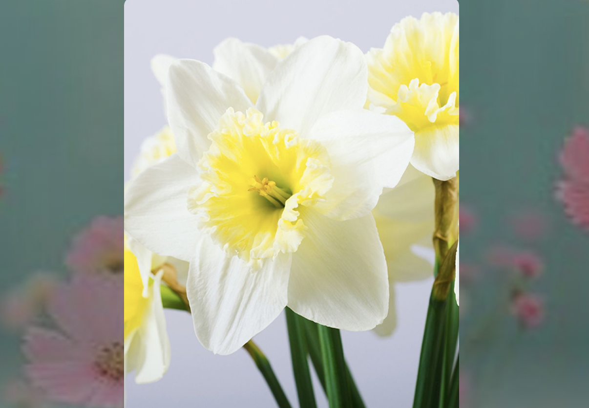 Beautiful white daffodils with vibrant yellow centers, symbolizing renewal and freshness. Perfect fo.