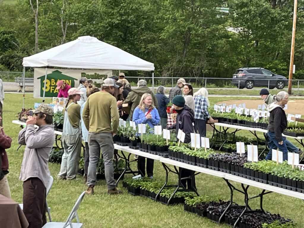 Community plant sale showcasing seedlings and flowers during spring festivities.