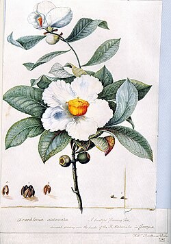 Detailed illustration of a white camellia flower with green leaves and buds.