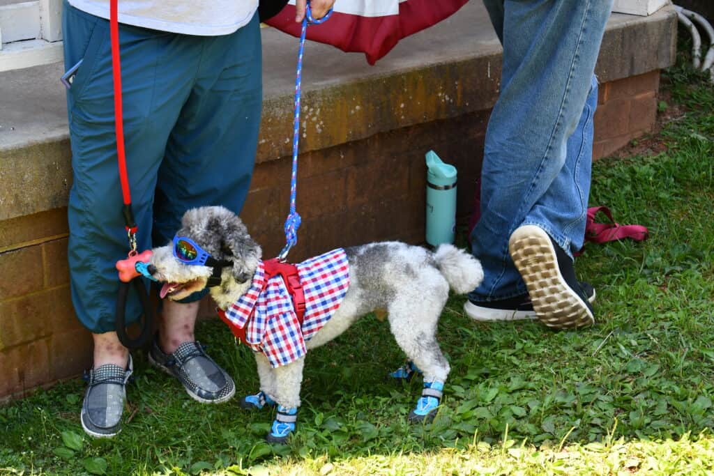 Small dog in patriotic outfit with sunglasses and bandana at Independence Day event.