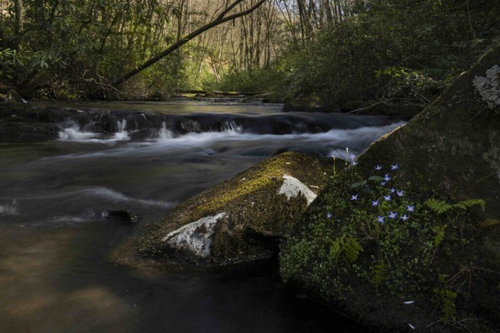 Tranquil river flowing through lush forest with moss-covered rocks.