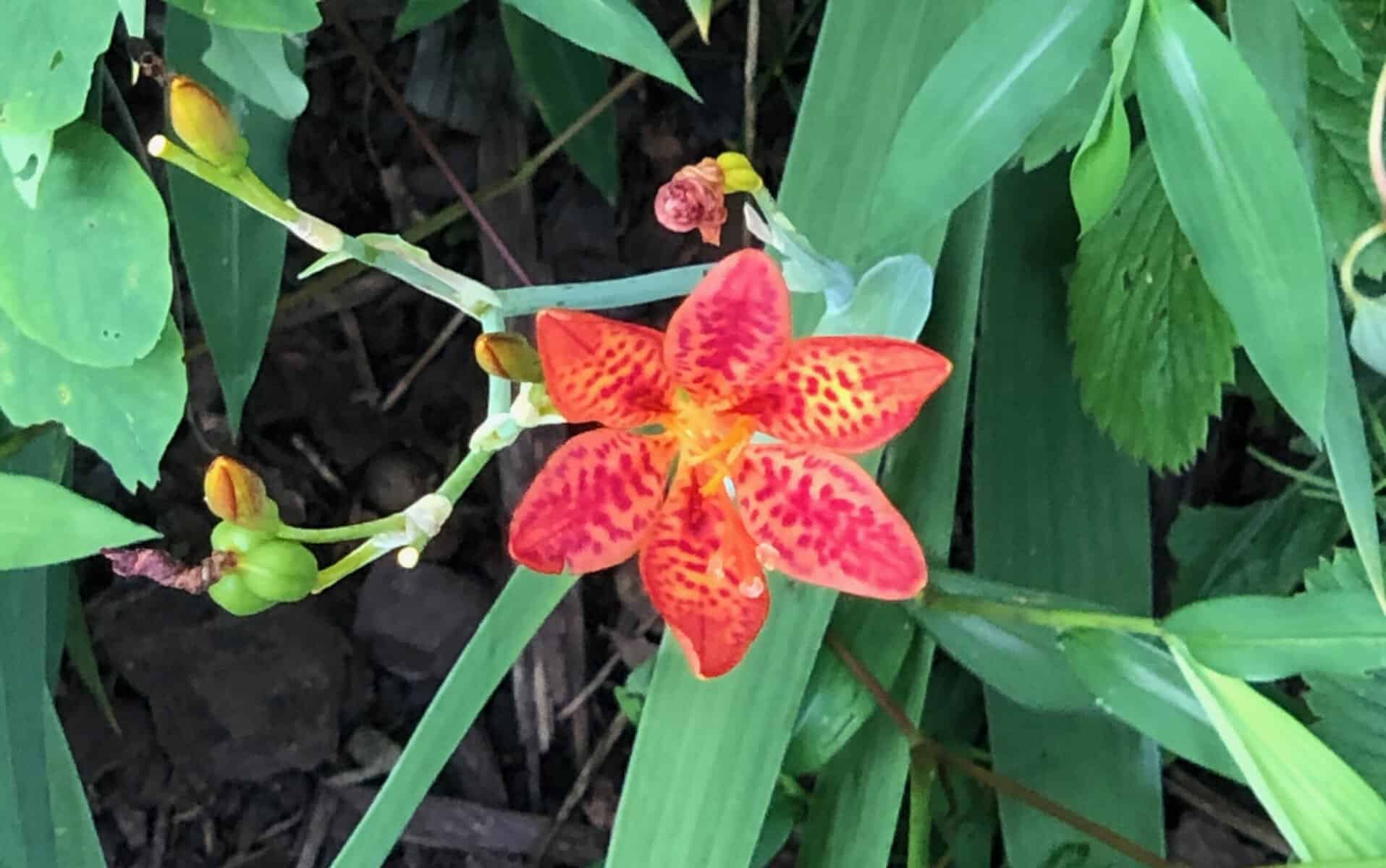 Master Gardener Q&A